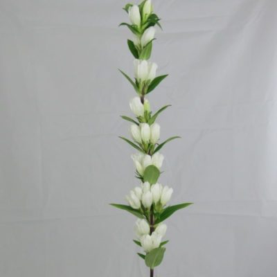 Genziana
