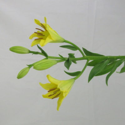 Lilium Asiatico