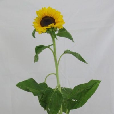 Girasole