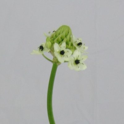 Ornitogallo Arabicum bianco