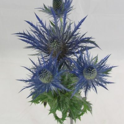 Eryngium Alpino