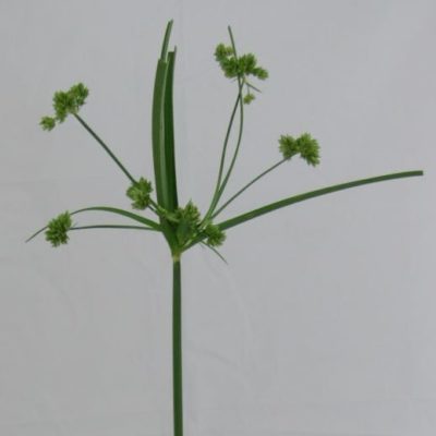 Papiro