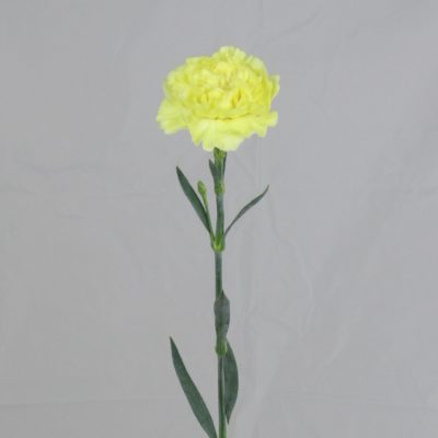 Garofano