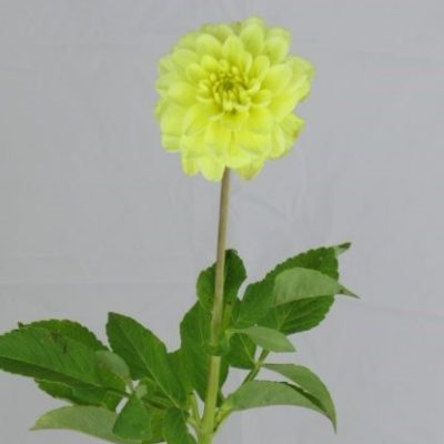 Dalia