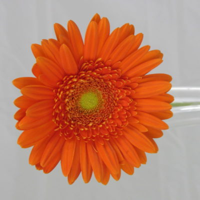 Gerbera vari colori