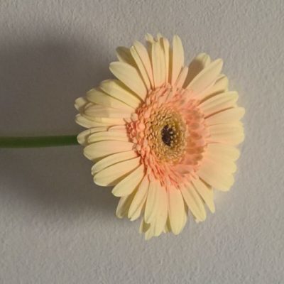 Germini