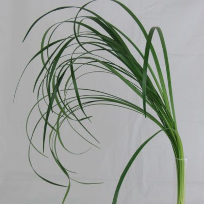 Lilligras