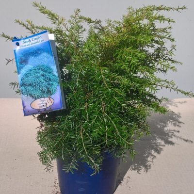 Conifera Tsuga