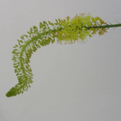 Eremorus