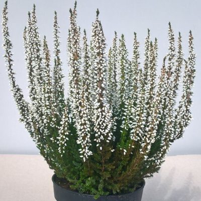 Erica beauty lady