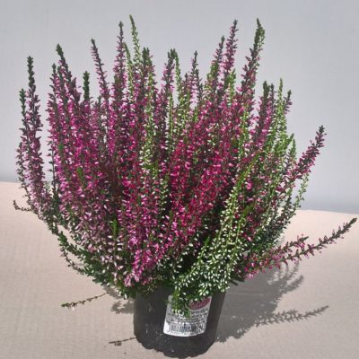 Erica bicolor