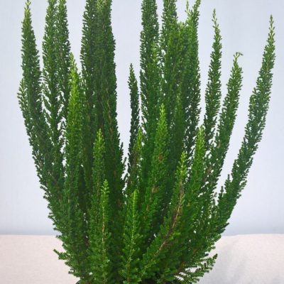 Erica skyline
