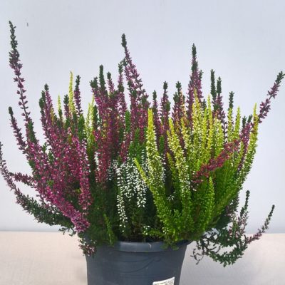 Erica tricolore