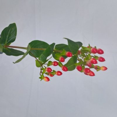 Hipericum