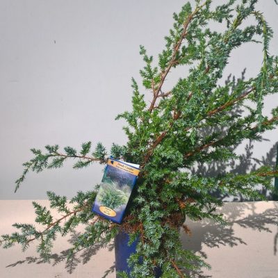 Juniperus blue vaso 15