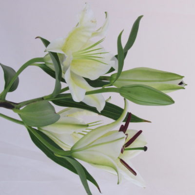 Lilium Orientale