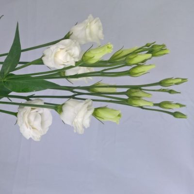 Lisianthus