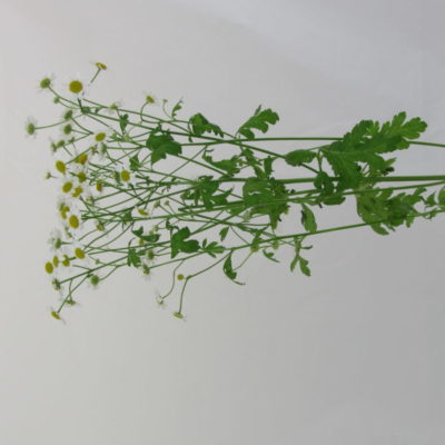 Matricaria-Camomilla