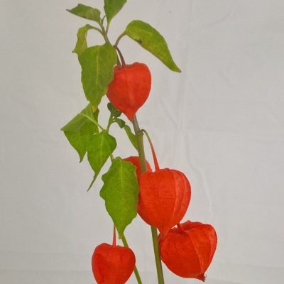 Phisalys