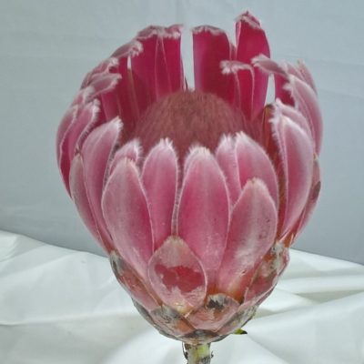 Protea Carnival
