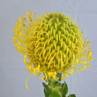Protea Cordifoliul