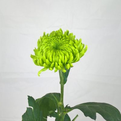 crisantemo deco verde