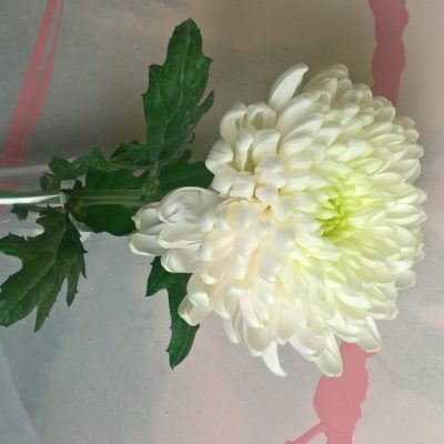 crisantemo bianco a dalia
