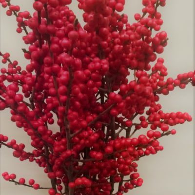 ilex rosso cm. 60