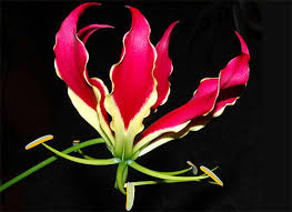 gloriosa a richiesta