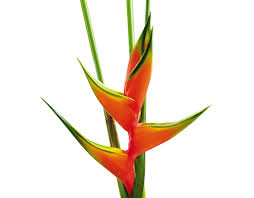 heliconia