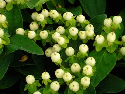 hipericum bianco