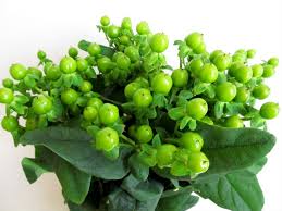 hipericum verde