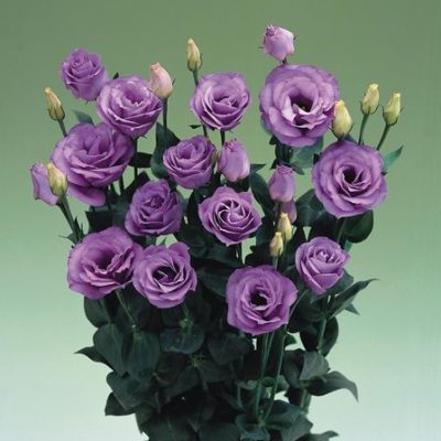 lisianthus lavanda