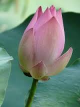 loto