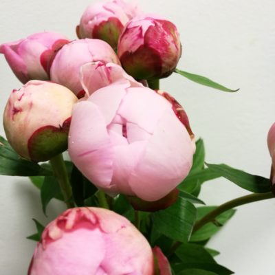 peonia Sarah Bernard cm. 60***