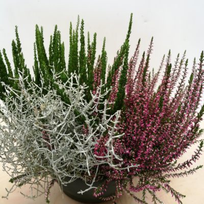 erica bicolor e calocephalus vaso 15