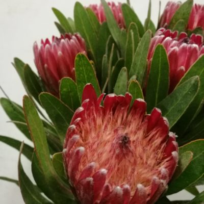 Protea Cancelot