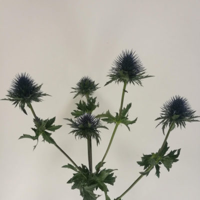 Eryngium Magnetar