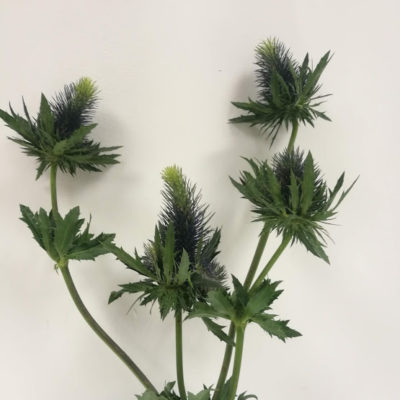 Eryngium ramificato