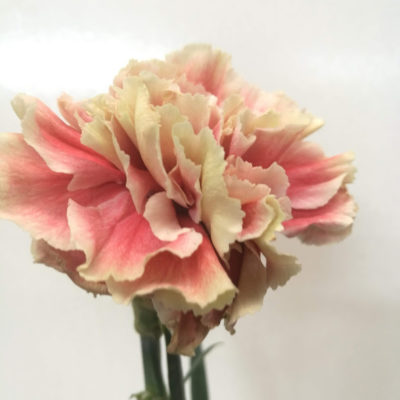 Garofano Carnation