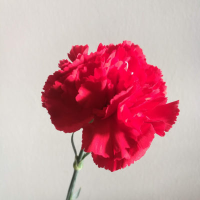 Garofano rosso