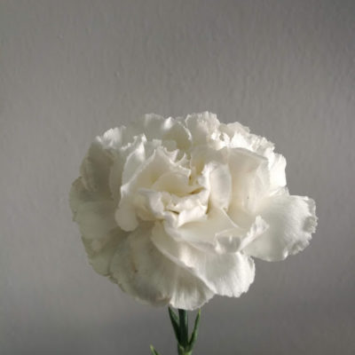 Garofano bianco Delicia