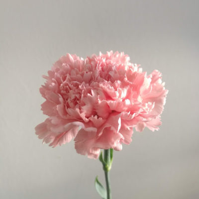 Garofano rosa Jodie