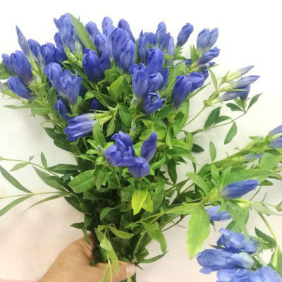 Genziana 3a