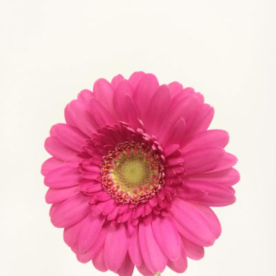 Gerbera mini fucsia