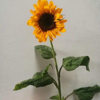 Girasole Sonia cm.8/10