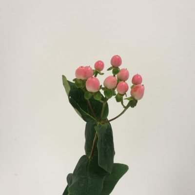 Hipericum rosa