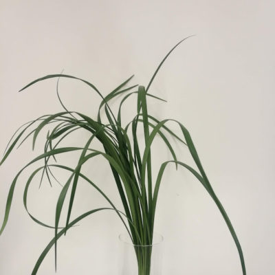 Lilligrass