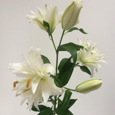 Lilium bianco Orientale doppio