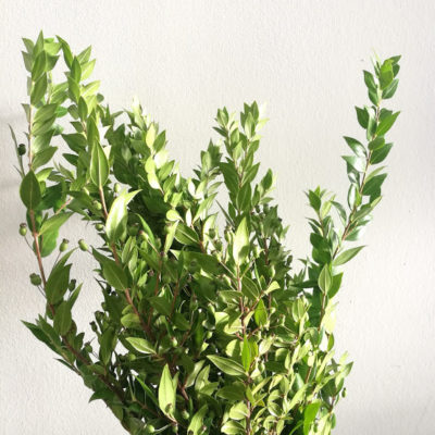 Mortella